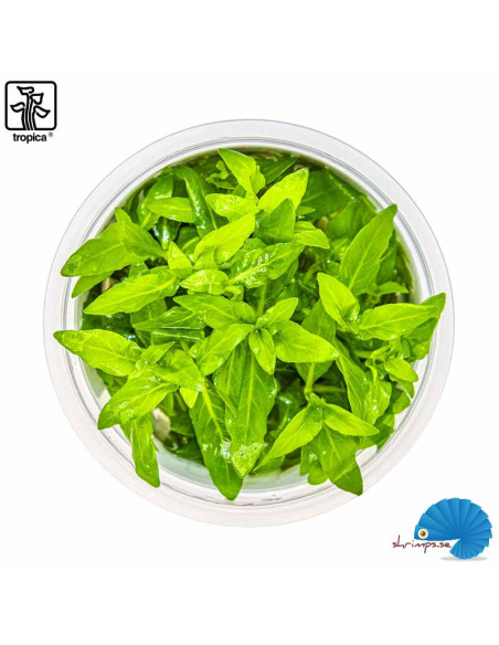 Staurogyne repens (1-2-Grow)