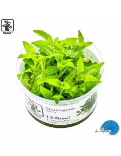 Staurogyne repens (1-2-Grow)