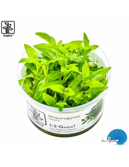 Staurogyne repens (1-2-Grow)