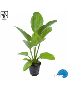 Echinodorus 'Aquartica'