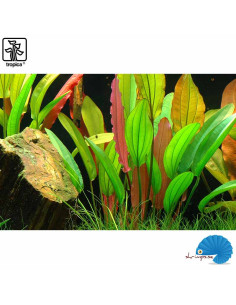 Echinodorus 'Red Diamond' 2