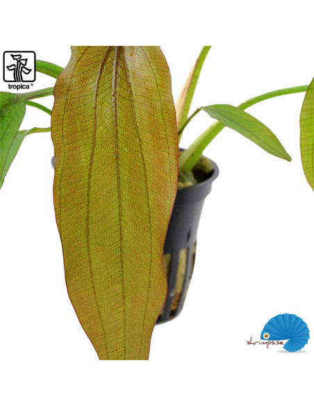 Echinodorus 'Red Diamond'