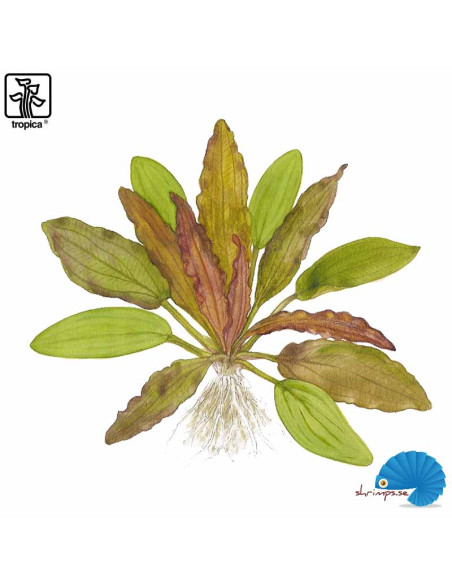 Echinodorus 'Red Diamond'