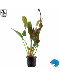 Echinodorus 'Red Diamond'