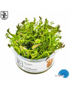 Rotala Wallichii (1-2-Grow)