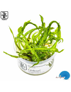 Cryptocoryne Crispatula (1-2-Grow)