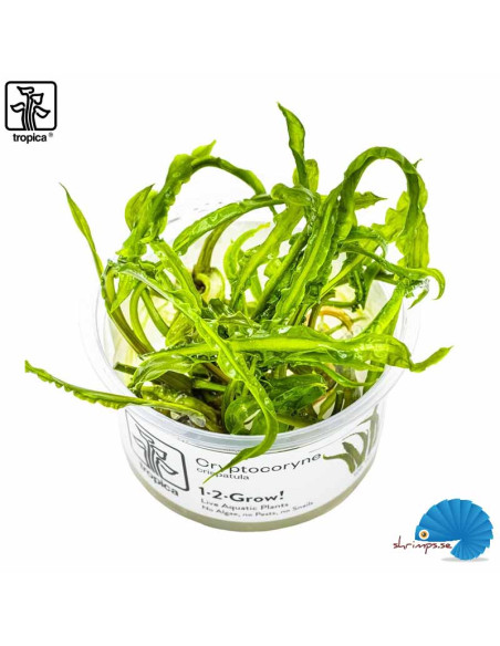 Cryptocoryne Crispatula (1-2-Grow)