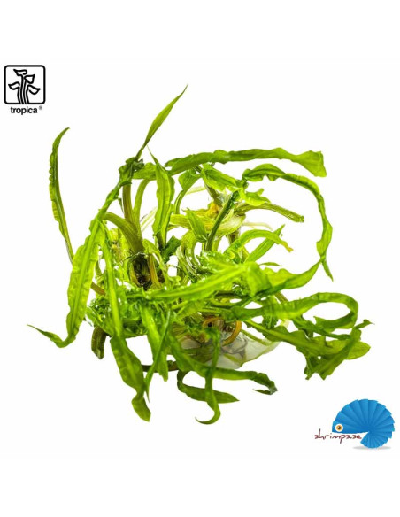 Cryptocoryne Crispatula (1-2-Grow)