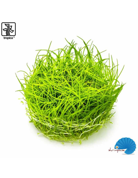 Eleocharis acicularis (1-2-grow)