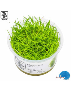 Eleocharis acicularis (1-2-grow)
