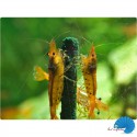 Shrimp Lolly