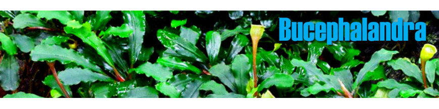 Köp Bucephalandra - Akvarieväxter online