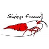 Shrimps Forever