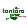 Tantora