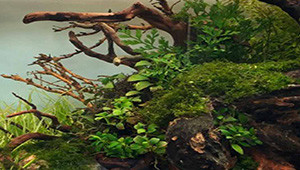Akvarieväxter
