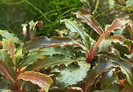 Upptäck Mystiken Bakom Bucephalandra: Akvarievärldens Eleganta Mästare Upptäck Mystiken Bakom Bucephalandra: Akvarievärldens Eleganta Mästare
