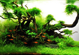 De 10 bästa akvarieväxterna för små akvarium
